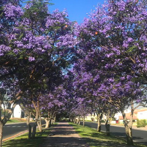  Mapa Terreno El Campanario